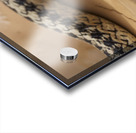 Galvarinus chilensis Acrylic print