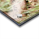 Philodryas chamissonis Acrylic print