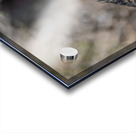 Systellura longirostris Acrylic print