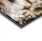 Octodon degus Acrylic print