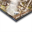 Degu couple Acrylic print