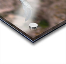 Condor Acrylic print