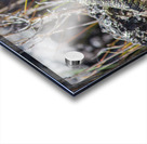 Liolaemus sarmientoi Acrylic print