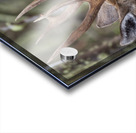 Huemul Acrylic print