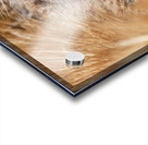 Quirquincho Acrylic print