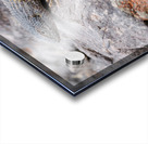 Liolaemus nitidus Acrylic print