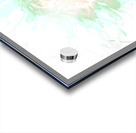 Delicate Heatwave Chrysanthemum Acrylic print