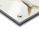 Antique drawing watercolor fish Emmelichthys Nitidus marine life. South Pacific Fishes by Frank Edward Clarke 1849-1899. Acrylic print