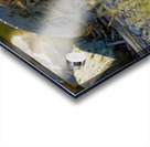 Duckling Running out of Water Acrylic print