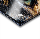 Eye of the Cat Close Up Acrylic print