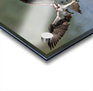 Osprey fishing Acrylic print