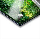 Lavender Near the Steps Acrylic print