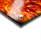 Dahlias are the Best Acrylic print