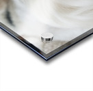 PuppyTail Acrylic print