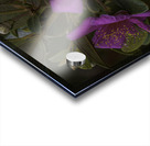 Woods Rose Acrylic print