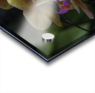 Moth Orchid Acrylic print