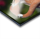 Flamboyance Acrylic print