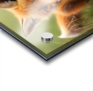 Cute little Fox Kit Acrylic print