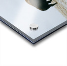 Buffalo By The Badlands 6x4 Acrylic print