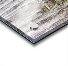 Atchafalaya National Preserve Cypress Trees Acrylic print