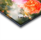 One Rose Bush - Different Colors Acrylic print