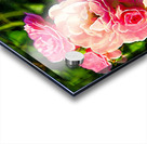 Soft Pink Rose Petals Acrylic print