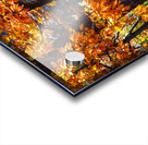 Mighty Oaks in Their Fall Robes Acrylic print