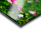 Peonies are Always in Style Acrylic print