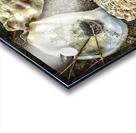 A Shoreline Find Acrylic print