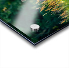 Curious deer Acrylic print