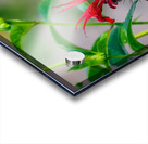 Hummingbird Acrylic print