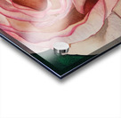 Be My Valentine Acrylic print