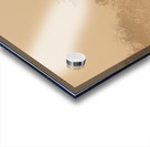 Misty Morning Grazing Acrylic print