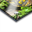 Box Turtle Acrylic print