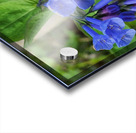 Virginia Bluebells Acrylic print