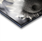 Sunlit Shadows – Dual Sunflower Study Print Acrylic print