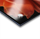 Orange Rose Acrylic print