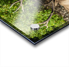 6x7 Bull Elk River Crossing Acrylic print