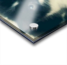 Black Main Coon Kitten Acrylic print