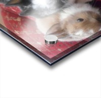 Cute Bunnies Acrylic print