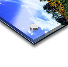 Sunflower Days Acrylic print