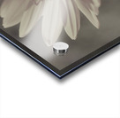 Wild Daisy Acrylic print