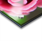 Pink Rose Acrylic print