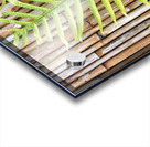 Hawaiian Fern Acrylic print