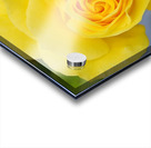 Yellow Rose Acrylic print