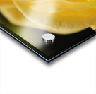 Up Close Yellow Rose Acrylic print