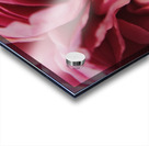 Pink Rose Petals Acrylic print