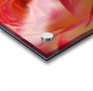 Ombre Rose Acrylic print