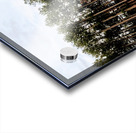 Into the Forest Acrylic print