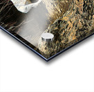 Alone in the draw Acrylic print